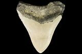Bargain, Megalodon Tooth - North Carolina #89787-1